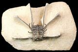 Bargain, Spiny Ceratonurus Trilobite - Foum Zguid, Morocco #141784-2